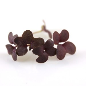 cervena horcica 6005